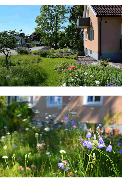 Blåklocka Campanula