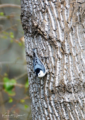 white-breasted nuthatch