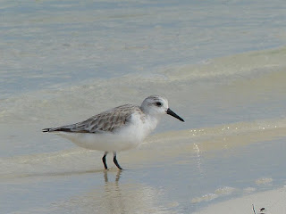 Calidris alba - Bécasseau sanderling