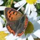 http://fauneflore-ul.blogspot.fr/2016/03/cuivre-commun-ou-bronze-lycaena-phlaeas.html