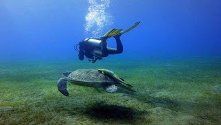 Diving in Sharm El sheikh 