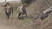 Yellowstone ParkFrom Buffalo to Bighorns Butting Heads (yellowstone )