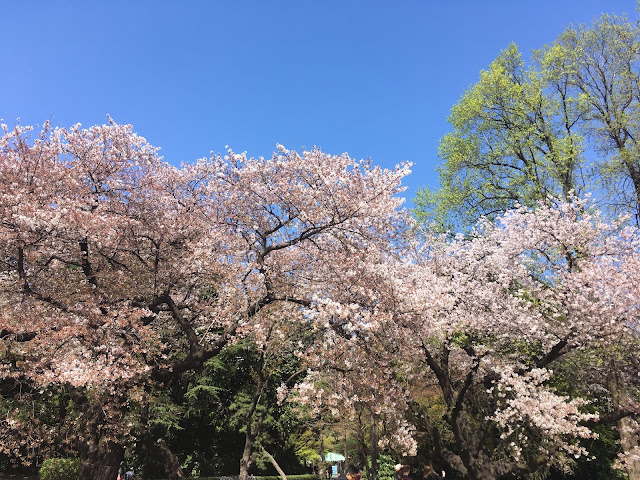 新宿御苑のさくらの木