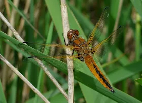 http://www.devonwildlifetrust.org