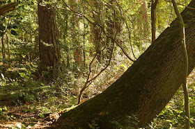 Autumn woodland and Norfolk countryside