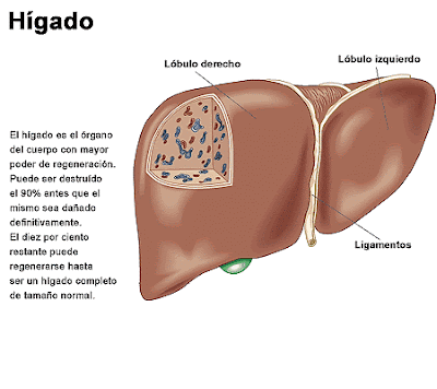 Hígado