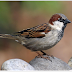 House sparrow