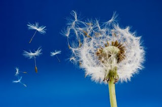 dandelion seeds blowing in the wind