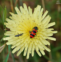 Oedemera sp (izq.) y Trichodes alvearius (derecha).