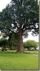 IMG_20180131_Brazil Nut tree