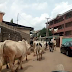 Photos: Herds of cattle seen roaming the streets of Awka, Anambra State capital