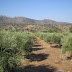 Boisar East, 22 Acres, Residential Plot / Land for Sale, Boisar East, Maharashtra.