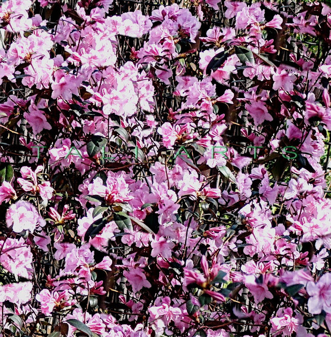 Pink Field 2