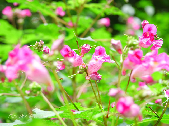 Impatiens textori