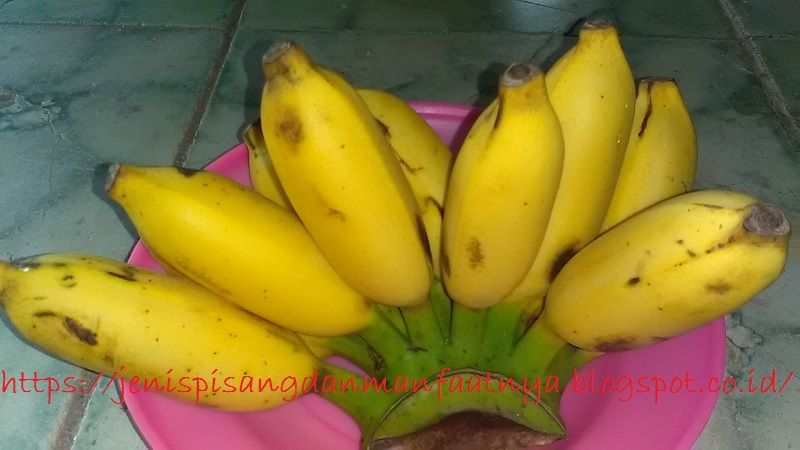 Gambar dan Foto Pisang Lilin Satu Sisir