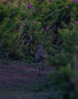 A brown bird with long legs running down a path