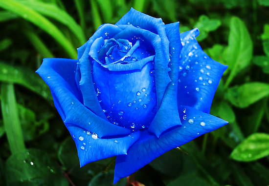 A Blue Rose