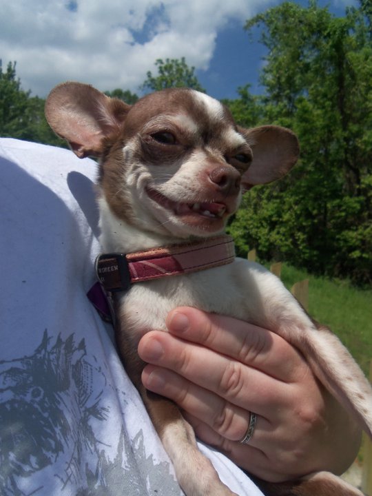 My Dog Is Steve Buscemi: June 2011
