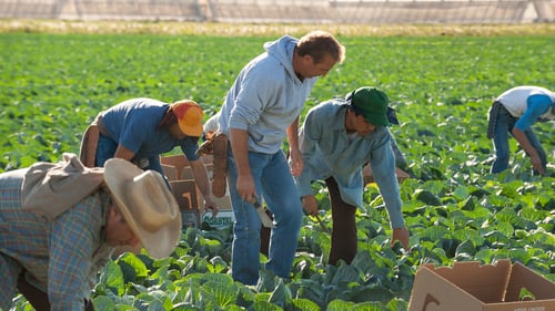 McFarland, USA (2015)