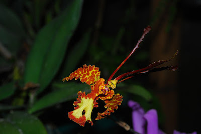 Psychopsis krameriana care and culture