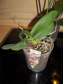 Phalaenopsis noid 3