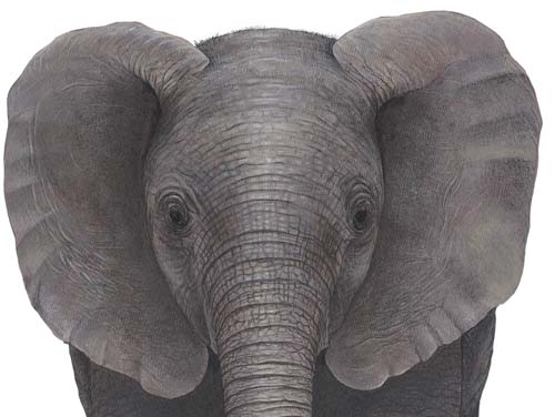 Encyclopedia: Elephant Face