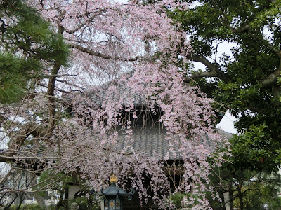 本覚寺の枝垂れ桜