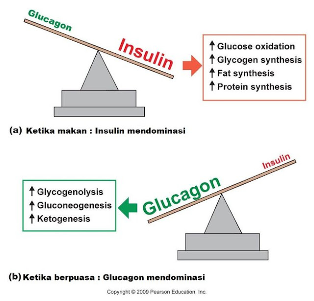 glucagon dan insulin