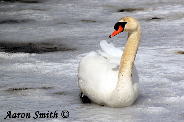 Mute Swan