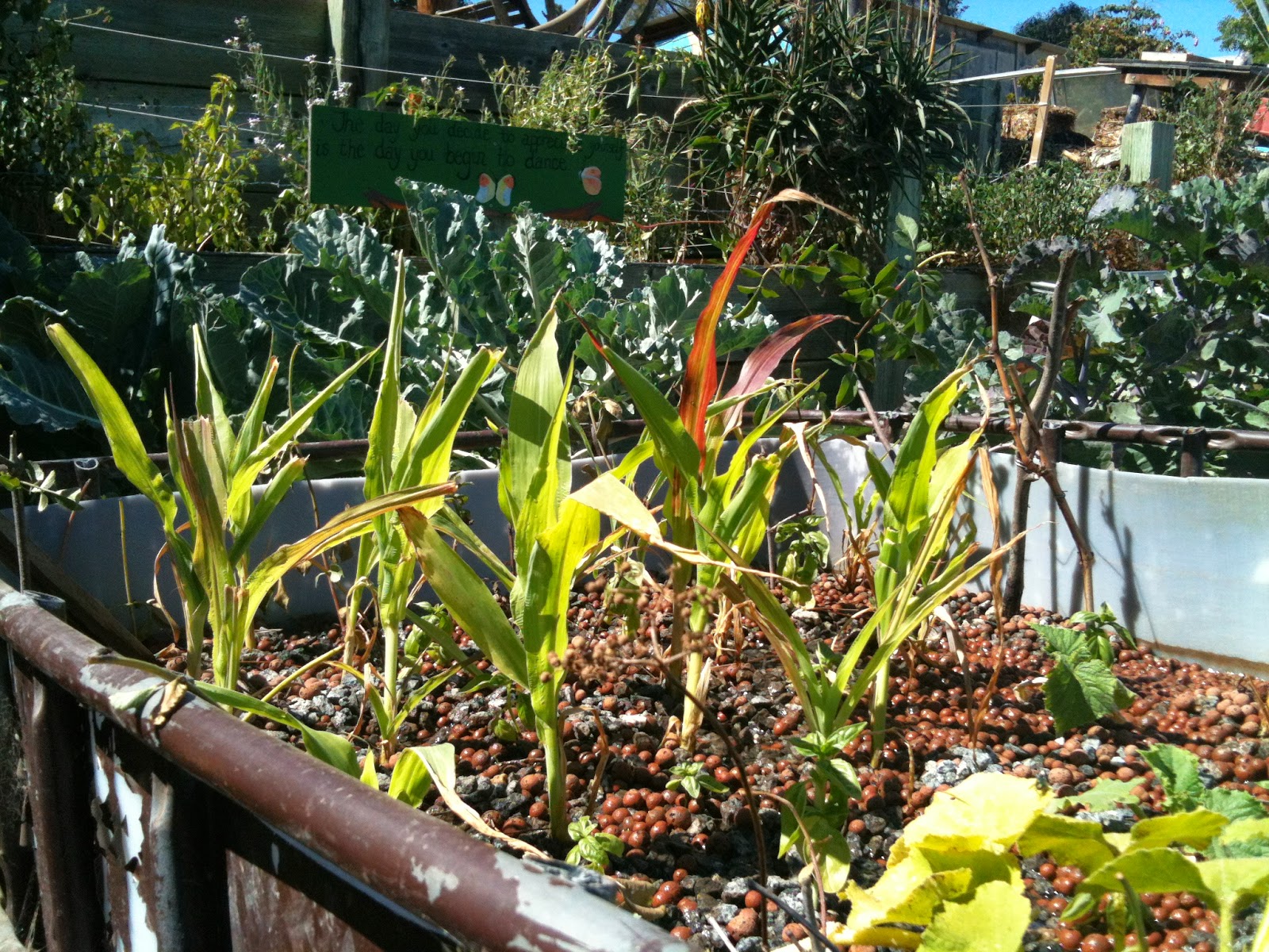 Soul Flower Farm: Aquaponics: Take One!