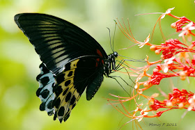 Blue Mormon Butterfly -  Papilio polymnestor Cramer. 