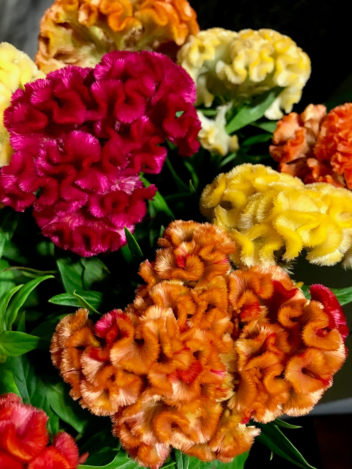 葉織 Haori Flowers 新宿区のお花屋さん 久留米ケイトウ混合