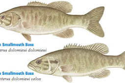 Smallmouth Bass (Micropterus dolomieui)