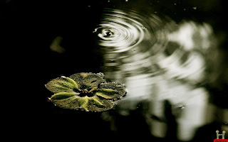 Very Beautiful Flower in Water