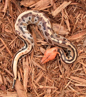 Borneo Short Tailed Python (pics From MonkeyFrog.com)