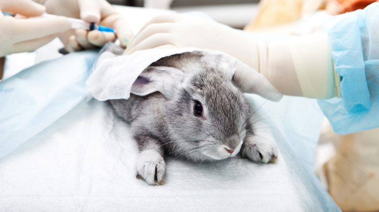 Victory! Australia Bans Cosmetic Animal Testing Nationwide