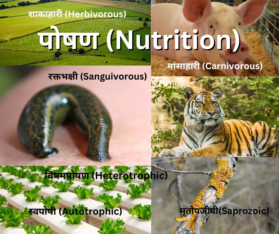 Types of Nutrition in Hindi