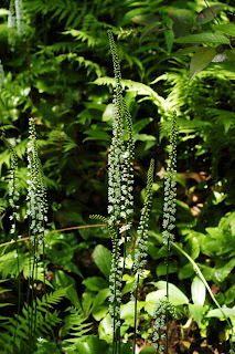 Photos of Galax Flower