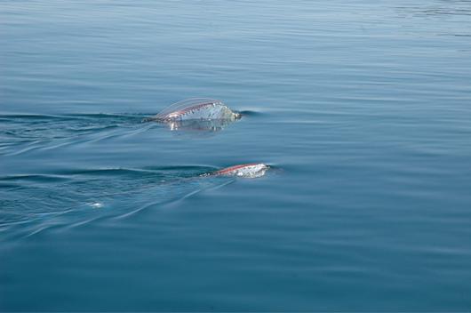 Misteri Oarfish, Ikan Purba Yang Erotis [ www.BlogApaAja.com ]