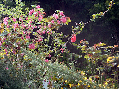 A sunlit flowering pink shrub and a flowering yellow shrub against a dark background