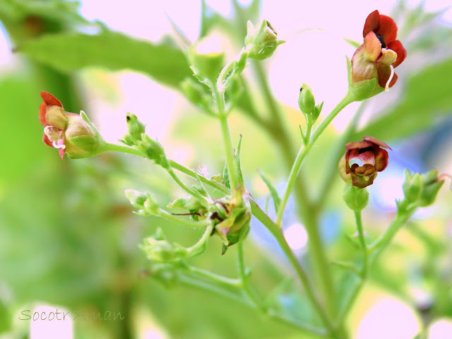 Scrophularia kakudensis