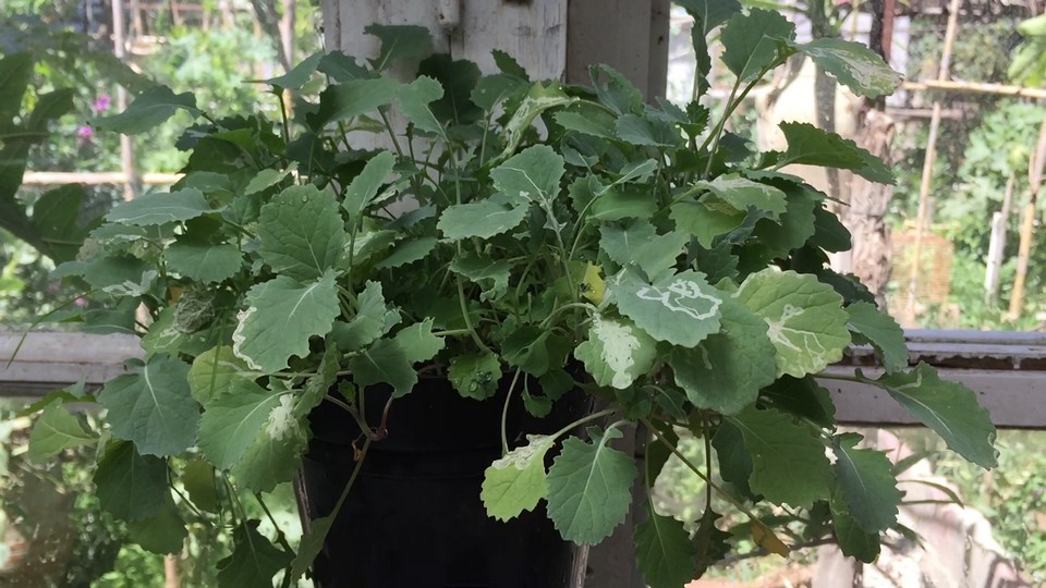 As soon as the second set of true leaves appear. Transplant the strongest seedlings into single pots, this will help ensure a healthy root system and top-quality ornamental cabbage transplants for your garden.