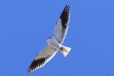 "The Black-winged Kite can be found in a variety of habitats, including open grasslands, savannas, marshes, and wetlands."