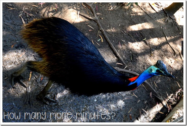 Billabong Sanctuary | How Many More Minutes?