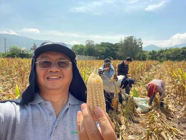 ▲林姓專家與台灣派駐瓜地馬拉工作人員及瓜國農民一起採收玉米原種種子。 （員榮醫療體系提供）