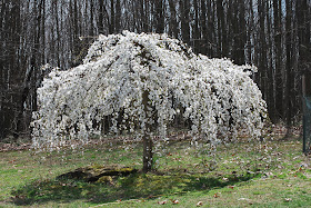 white, weeping cherry tree