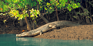 canning to sundarban houseboat tour