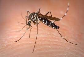 Do yo know Mosquitoes or mosquitos.?