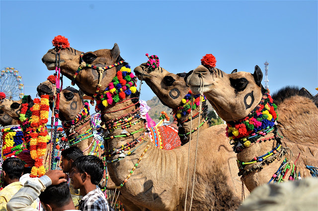 Puskar Camel Fair