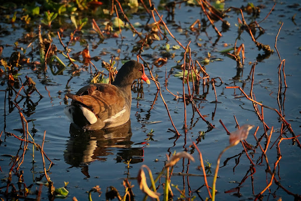 Common Gallinule.